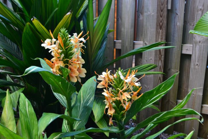 This image has an empty alt attribute; its file name is hedychium-dr-moy-1.jpg